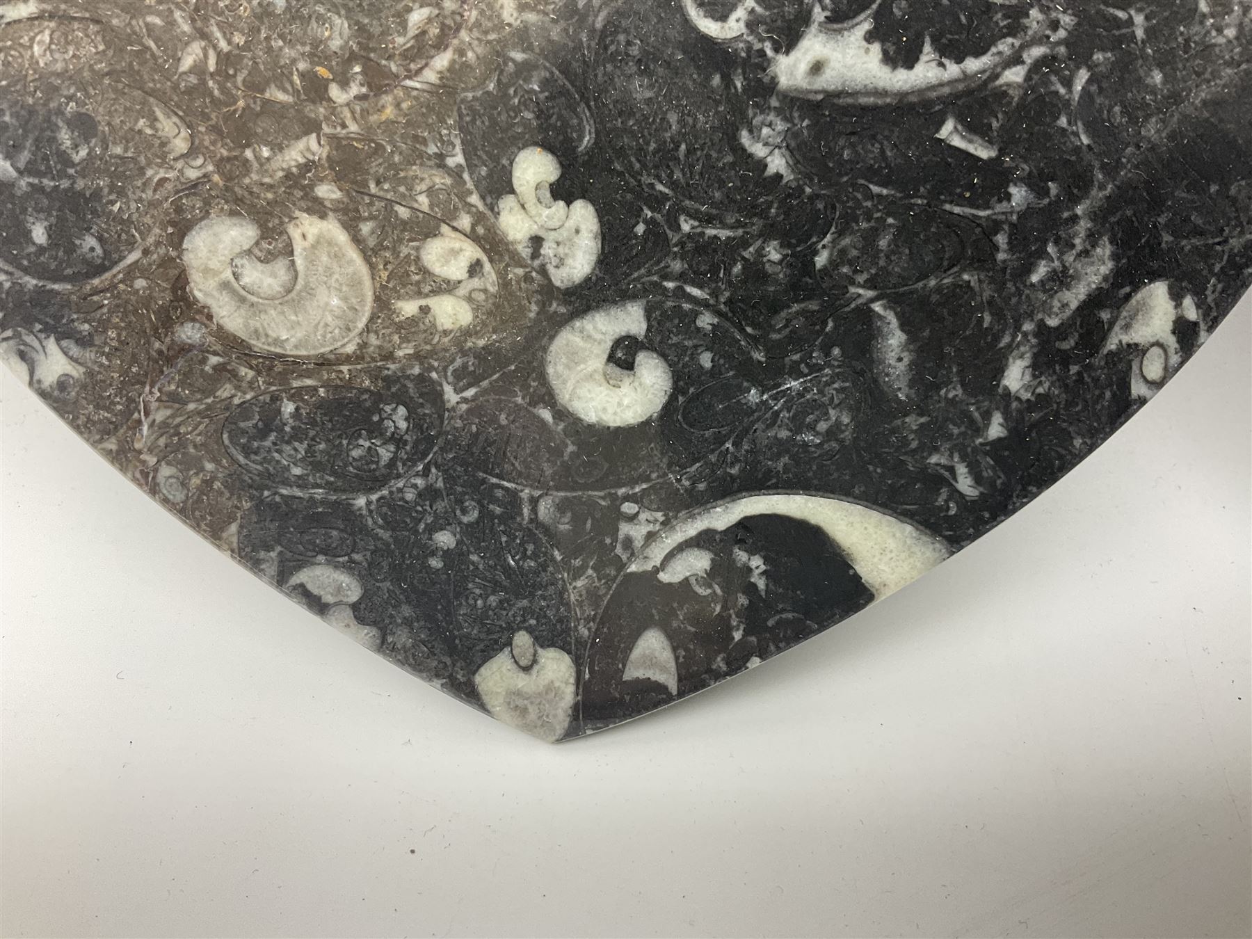 Pair of dishes in the form of hearts with a raised Goniatite to the centre and Orthoceras and Goniatite inclusions, age: Devonian period, location: Morocco, D16cm