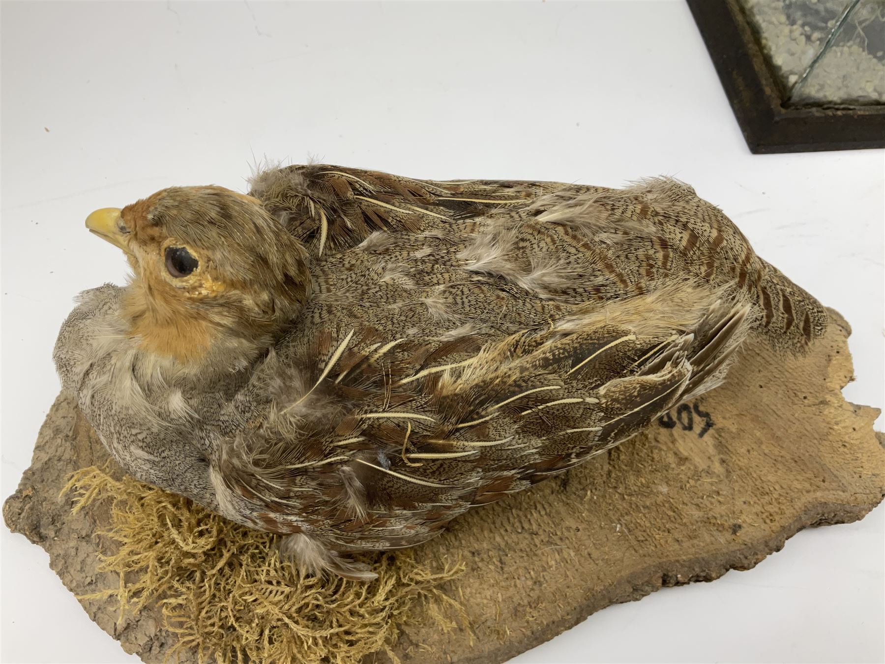 Taxidermy: Female green-winged teal duck (Anas carolinensis), on open display upon tree mount detailed with moss H15.5cm, together with gray partridge (Perdix perdix), on open display upon tree mount detailed with moss, H16cm and a cased young guillemot, standing on a naturalistic base, encased within a five pane display case, H27cm. 
