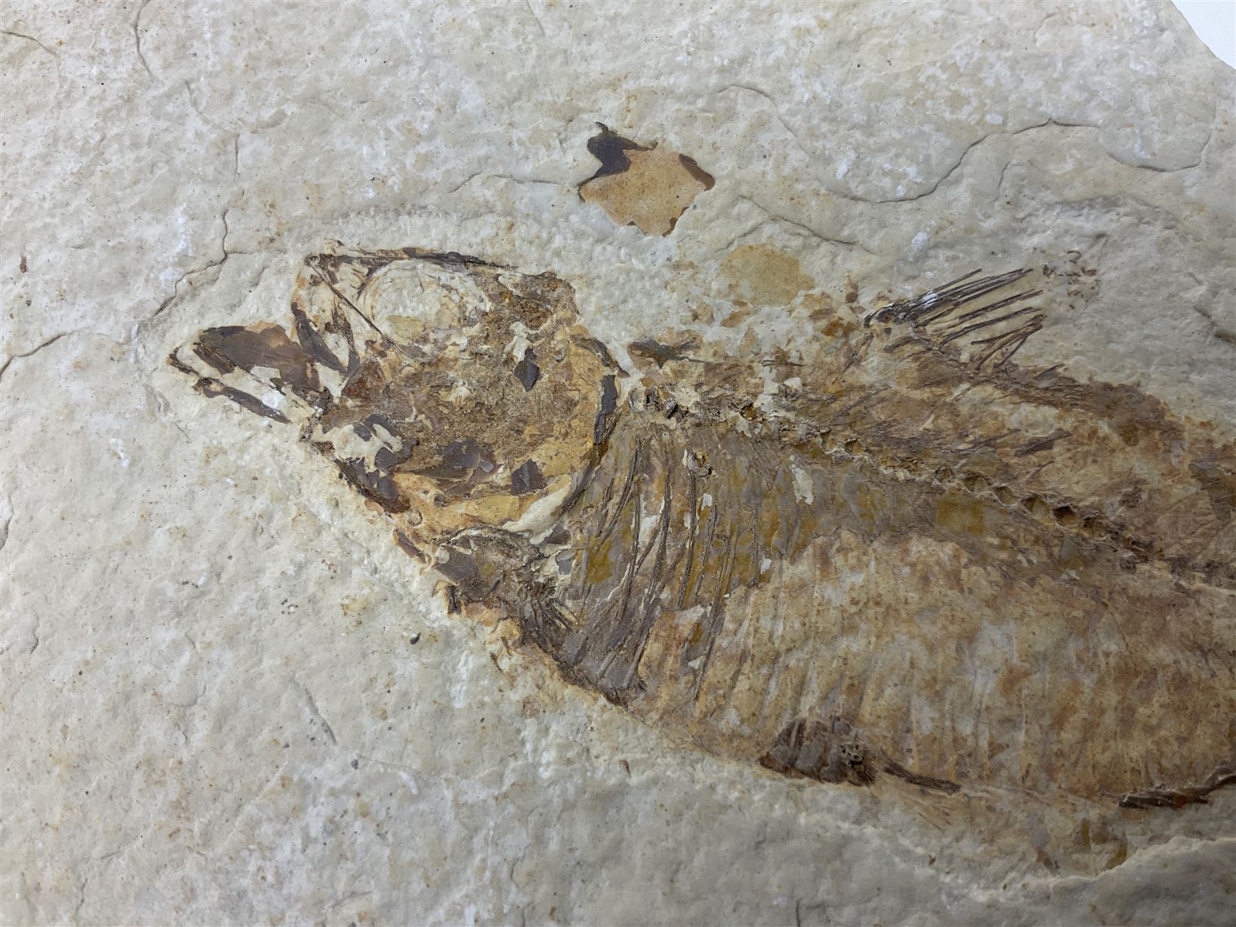 Three fossilised fish (Knightia alta) each in an individual matrix; age; Eocene period, location; Green River Formation, Wyoming, USA, largest matrix H13cm, L18cm