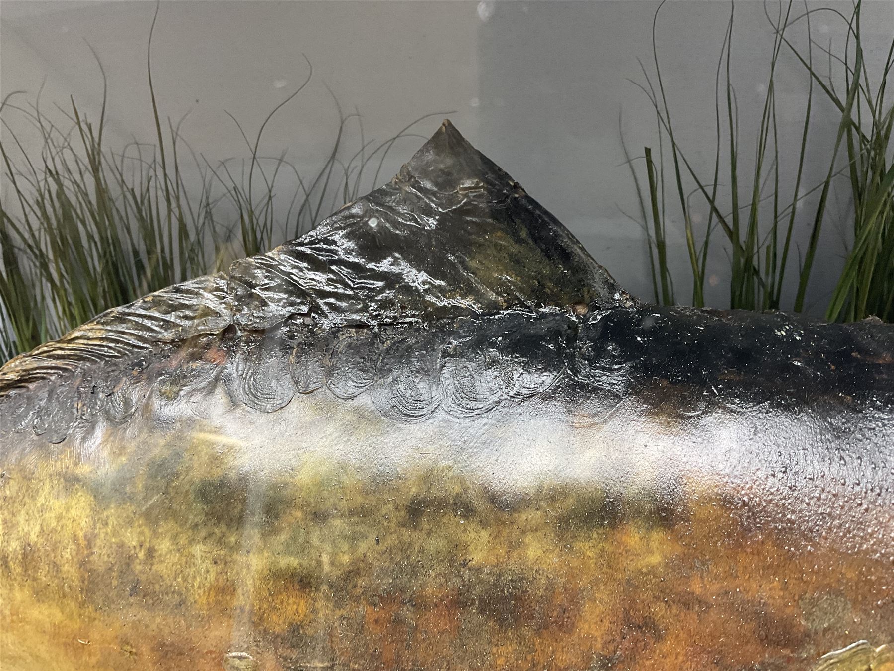 Taxidermy; Cased Mirror Carp (Cyprinus carpio carpio) a large preserved skin mount 
in a naturalistic setting set against blue painted back drop, enclosed within a glass bow fronted case, the interior bearing a label 'Carp Redmire Lake 12 lb 4 oz Oct 67' H42 cm W87 cm D27 cm