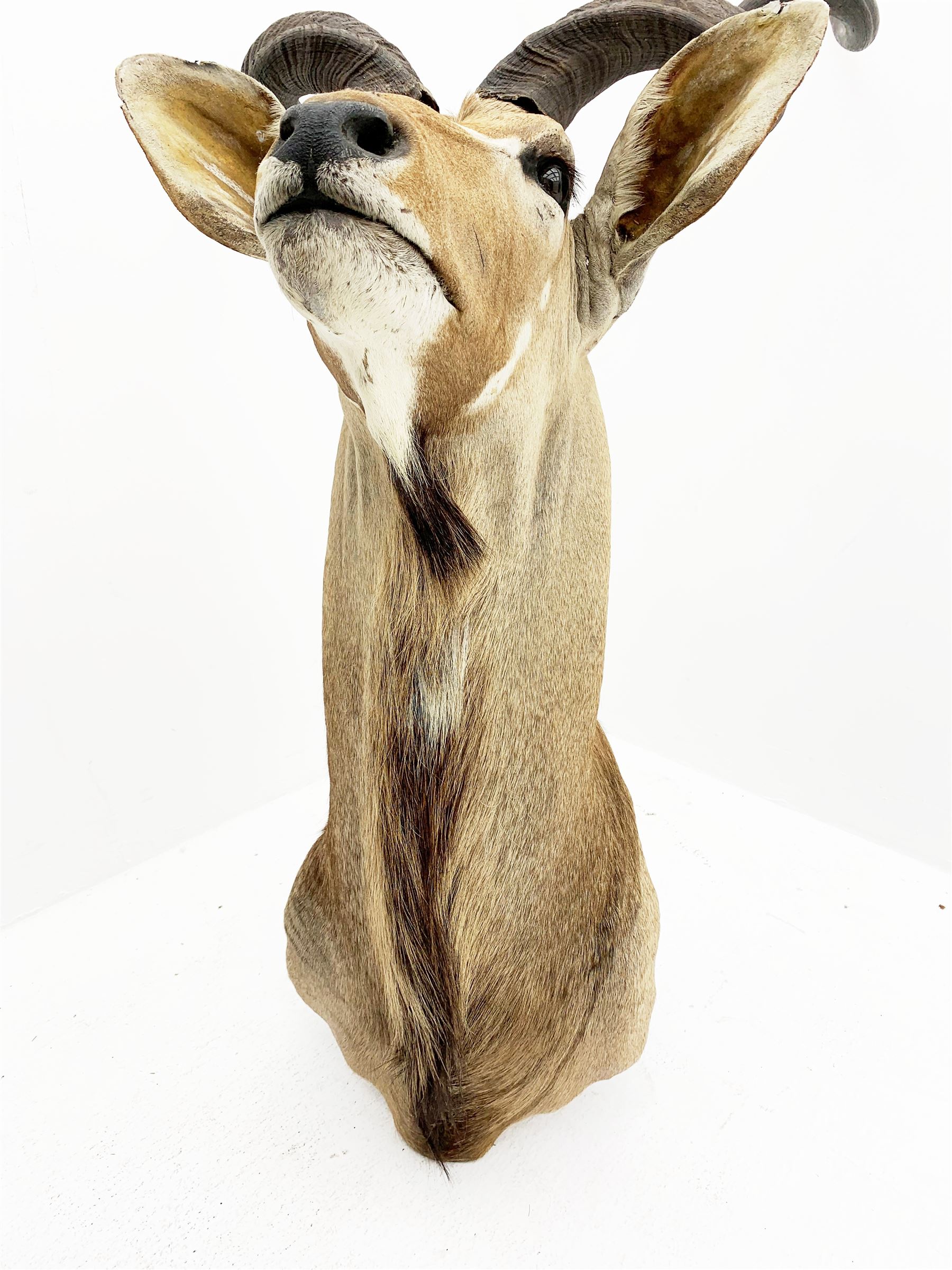 Taxidermy: Greater Kudu (Tragelaphus Strepsiceros), adult male shoulder mount, H170cm