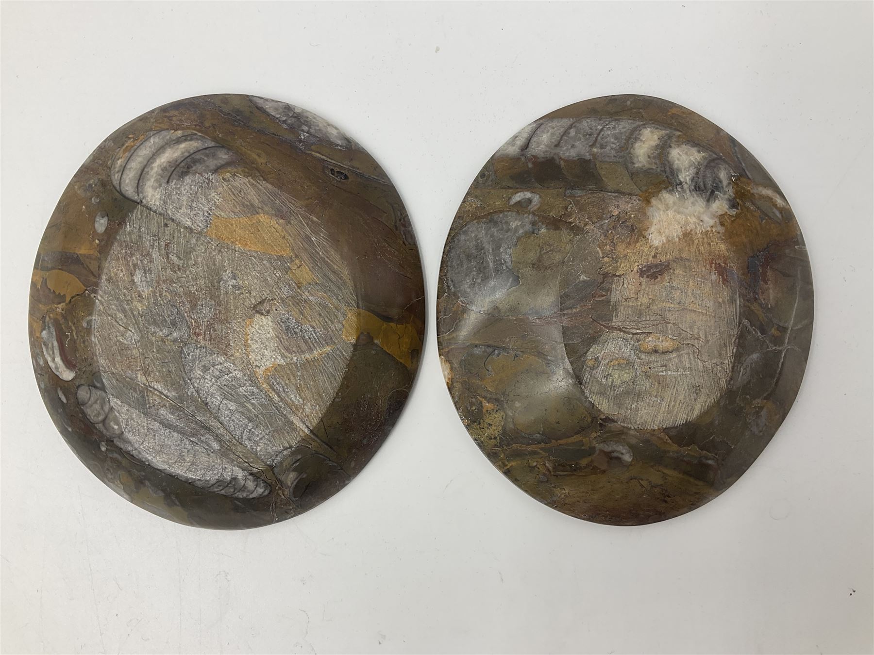 Pair of oval dishes, with a raised Goniatite to the side, Orthoceras and Goniatites inclusion, D12cm 