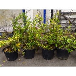  Four laurel shrubs in plastic trugs  