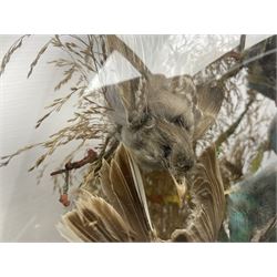 Taxidermy; large Victorian domed taxidermy diorama study of birds, with seventeen specimens including Ring Necked Parakeet, Blue Winged Warbler and Blackbird, the glass dome upon an ebonised wooden base, H77cm, W44cm