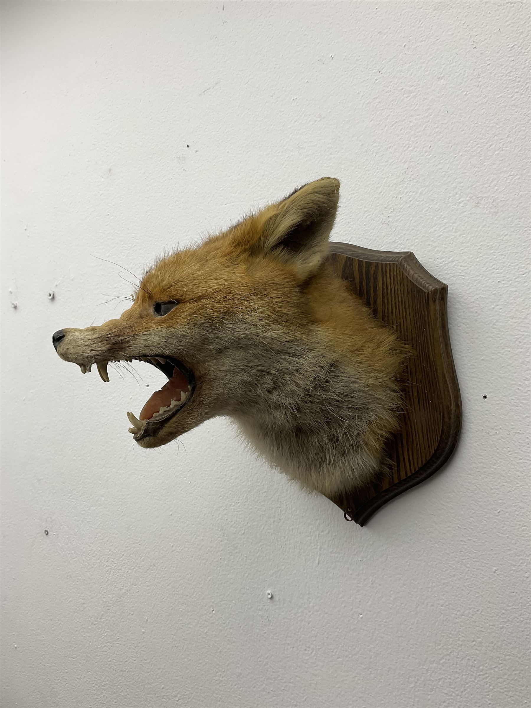 Taxidermy; Red fox mask (Vulpes vulpes), an adult head mount turning to the right with mouth agape bearing teeth, in defensive pose, with ears laid back, mounted upon a oak shield, H24cm 