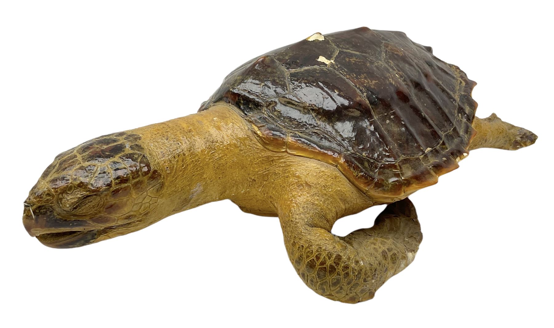 Taxidermy Hawksbill Sea Turtle (Eretmochelys imbricata), juvenile full