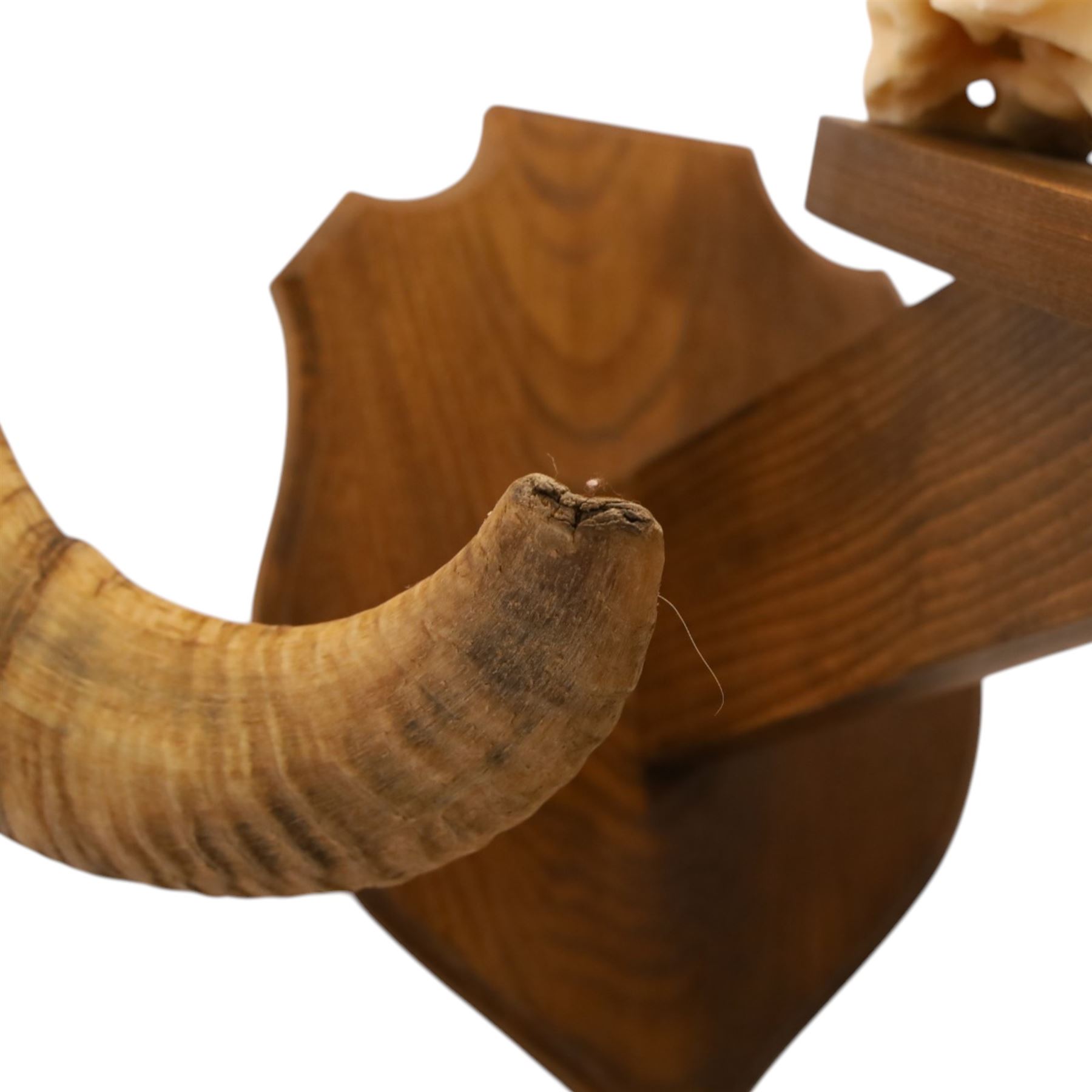 Antlers/Horns - European Mouflon (Ovis aries musimon), set of adult Mouflon ram horns on upper skull, mounted upon a pedestal wall shield, D51cm 