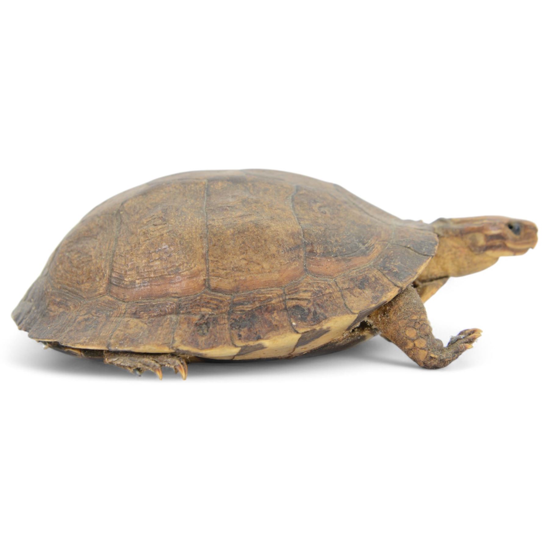 Taxidermy; Victorian novelty terrapin (Malaclemys terrapin) ashtray, together with another taxidermy terrapin, ashtray H8cm
