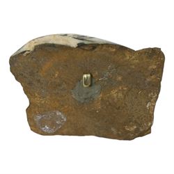Aegasteroceras sp (ammonite) age; Lower Jurassic period, location; Scunthorpe, England, Cardinia hybrida (bivalve), age Jurassic period, location; Scunthorpe England, Promicroceras Planicosta (ammonites) age; Jurassic period, loication; Lyme Regis, England and other English specimens    