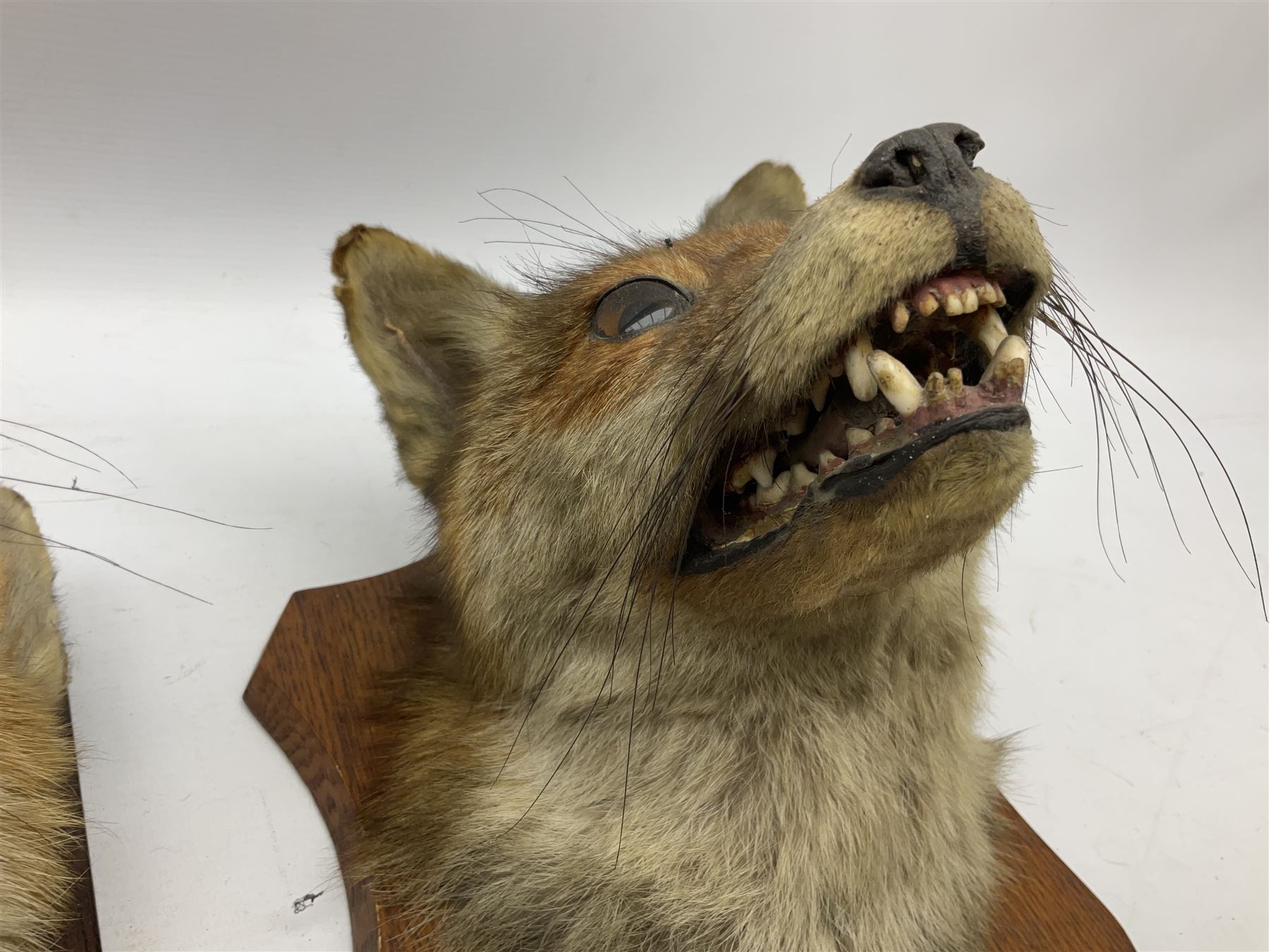 Taxidermy: Two Red fox mask (Vulpes vulpes), one with mouth agape bearing teeth, the other mouth open head turned to the left, both mounted upon wooden shields, largest example H26cm 