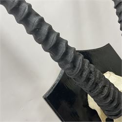 Antlers/Horns: Gemsbok Oryx (Oryx gazella gazella), pair of oryx curved horns on partial skull, mounted on an ebonised shield, H130cm