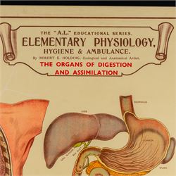 Complete set of eight 'AL Educational Series Elementary Physiology Hygiene and Ambulance' medical posters by Robert R Holding (Zoological and Anatomical artist), published by E J Arnold & Son Ltd of Leeds, Glasgow and Belfast, all framed