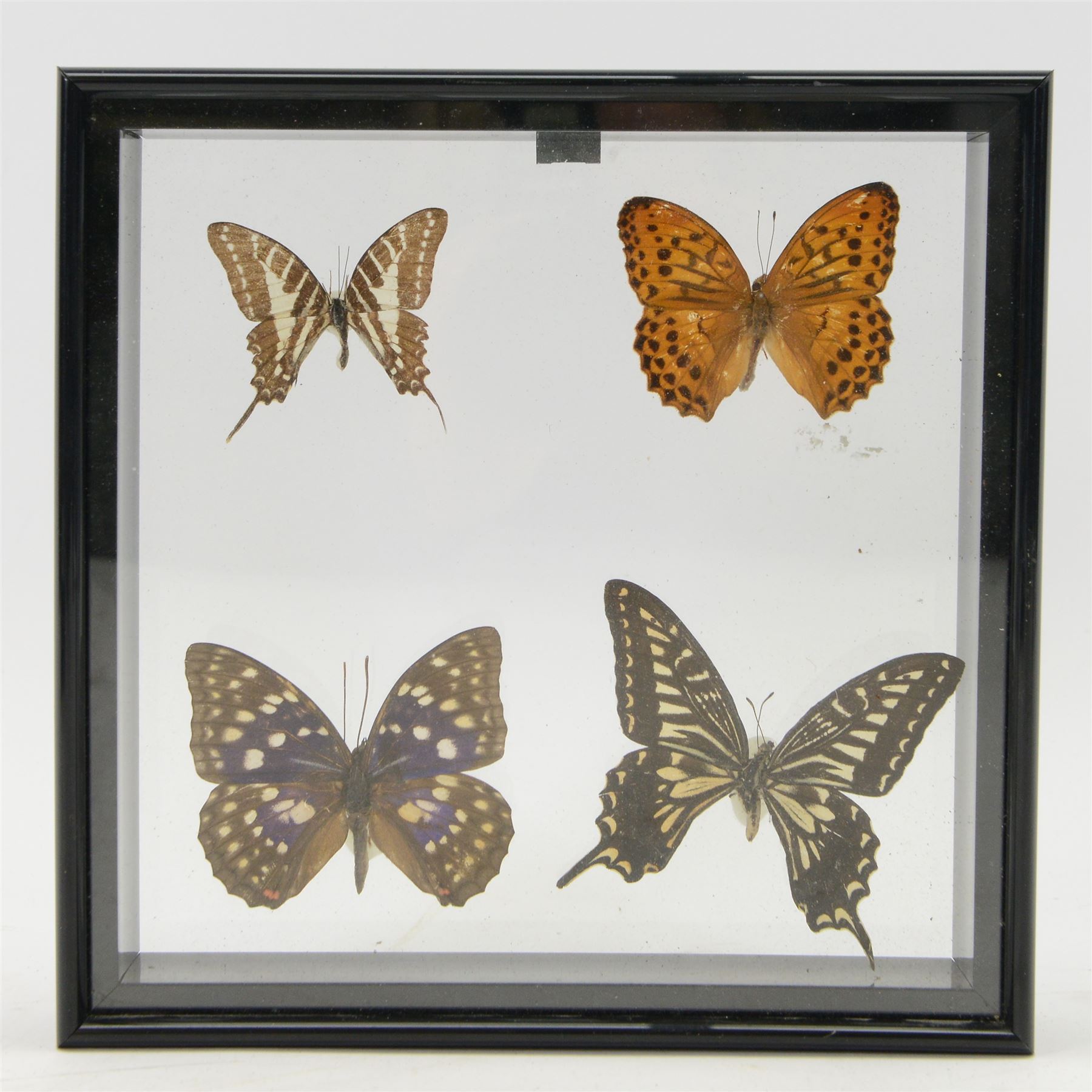 Entomology; Framed collection of fifteen butterflies and moths including Dark Blue Tiger, Hill Jezebel, Great Orange Tip etc together with two other framed displays 