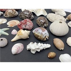 Conchology: collection of dried coral specimens together with a large collection of shells including cowrie shell, etc 