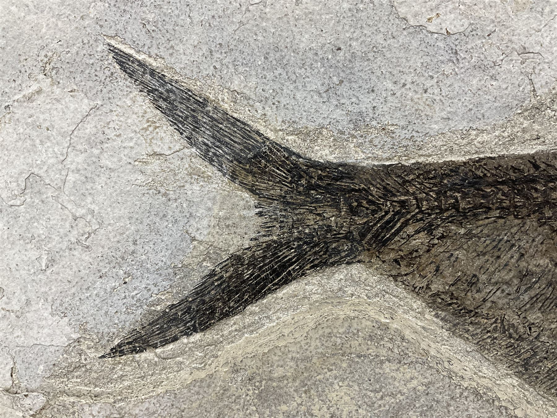Large Fossilised fish in matrix (Knightia alta), age; Eocene period, location; Green River Formation, Wyoming, USA, in frame, fish L42cm, frame H49cm, L72cm