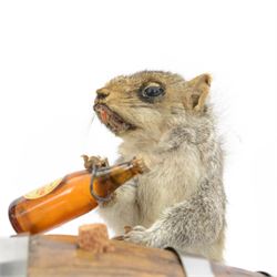 Anthropomorphic Taxidermy: Grey Squirrel (Sciurus carolinensis), standing against a Guinness brewing barrel, with a bottle of Guinness in one hand, H29cm  