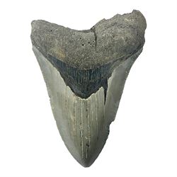 Megalodon (Otodus Megalodon) tooth fossil, age; Miocene period, H9cm, W7cm