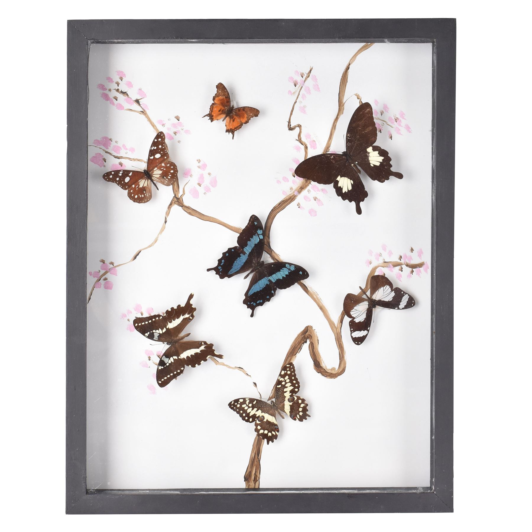 Entomology: Single glazed display of butterflies, circa 20th century, single glazed display containing seven various specimens, including green-banded swallowtail, and amauris crawshayi, pinned upon foam backing, enclosed within a glazed ebonised display case the backdrop painted with blossoming branches , H49cm, L39cm