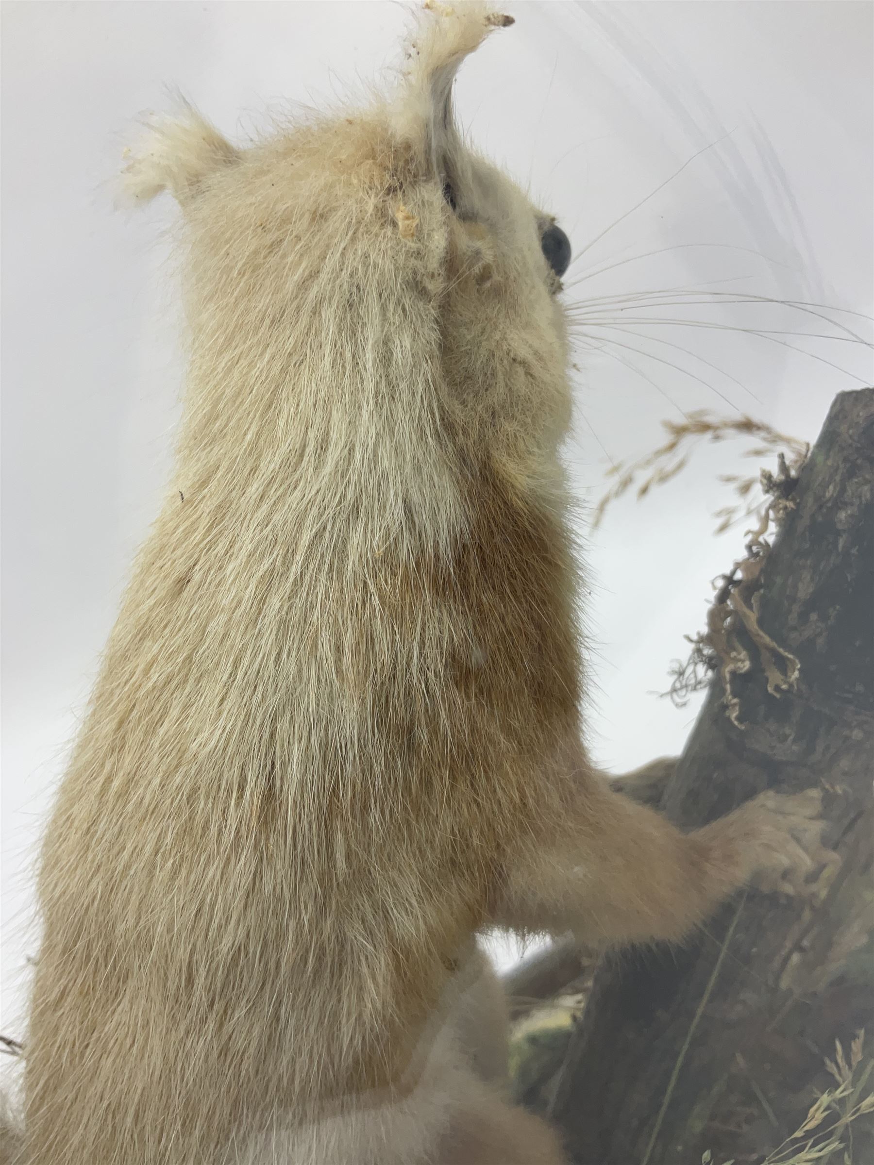 Taxidermy: Victorian cased Red Squirrel (Sciurus vulgaris), full mount adult, upon a tree branch with a naturalistic ground, enclosed beneath a period oval glass dome with ebonised base, raised upon four bun feet, H36cm 