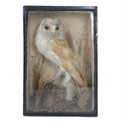 Taxidermy; Victorian cased Barn Owl (Tyto alba), full adult mount in naturalistic setting,...