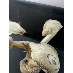 Taxidermy; Mongoose (Herpestidae) fighting three Indian cobras (Naja naja), the cobras entwined around an adult mongoose, H27cm