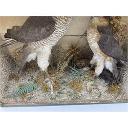 Taxidermy; Victorian cased pair of Sparrowhawks (Accipiter nisus), male and female full mounts, on a naturalistic setting, encased within an ebonised single pane display case, H40, W47cm, D19.5cm