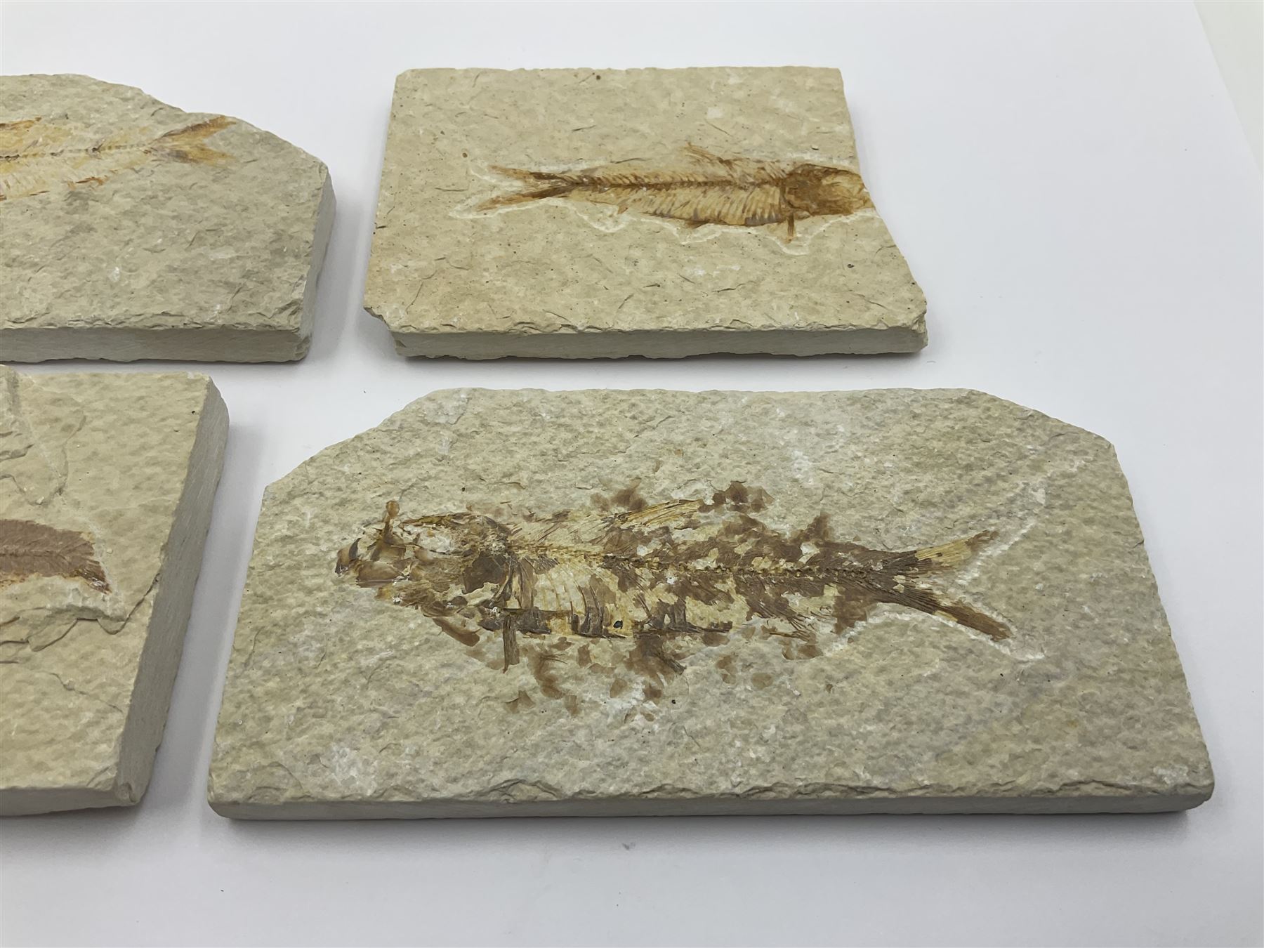Four fossilised fish (Knightia alta) each in an individual matrix, age; Eocene period, location; Green River Formation, Wyoming, USA, largest matrix H6cm, L11cm