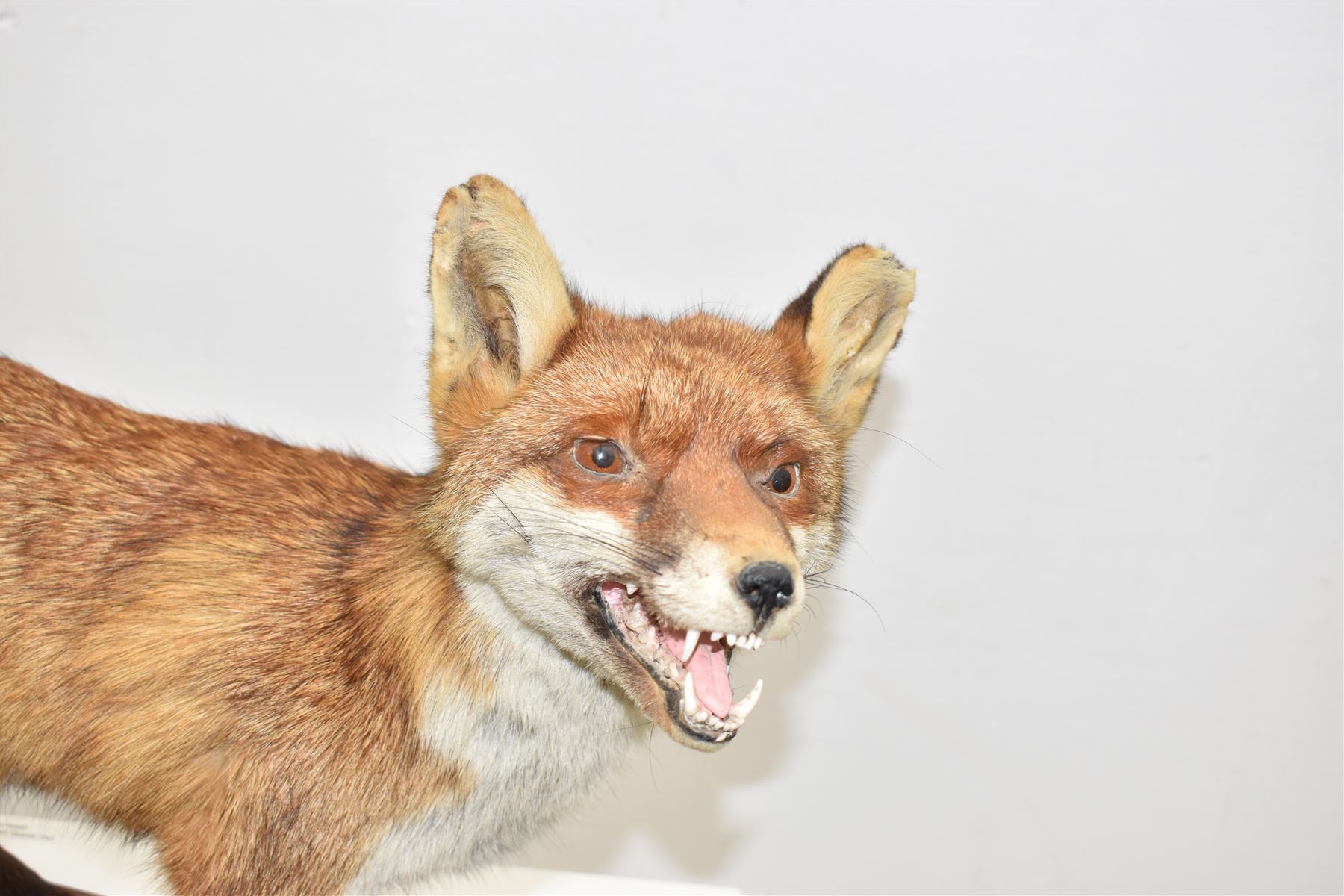 Taxidermy: Red Fox (Vulpes vulpes), full adult mount stood with mouth agape and mounted on an oak stepped plinth, H49cm