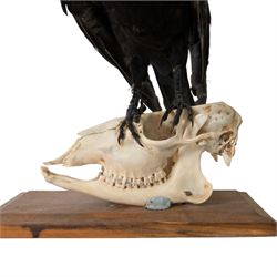 Taxidermy; Carrion Crow (Corvus corone), full adult mount perched upon a sheep skull upon a rectangular base, H39cm