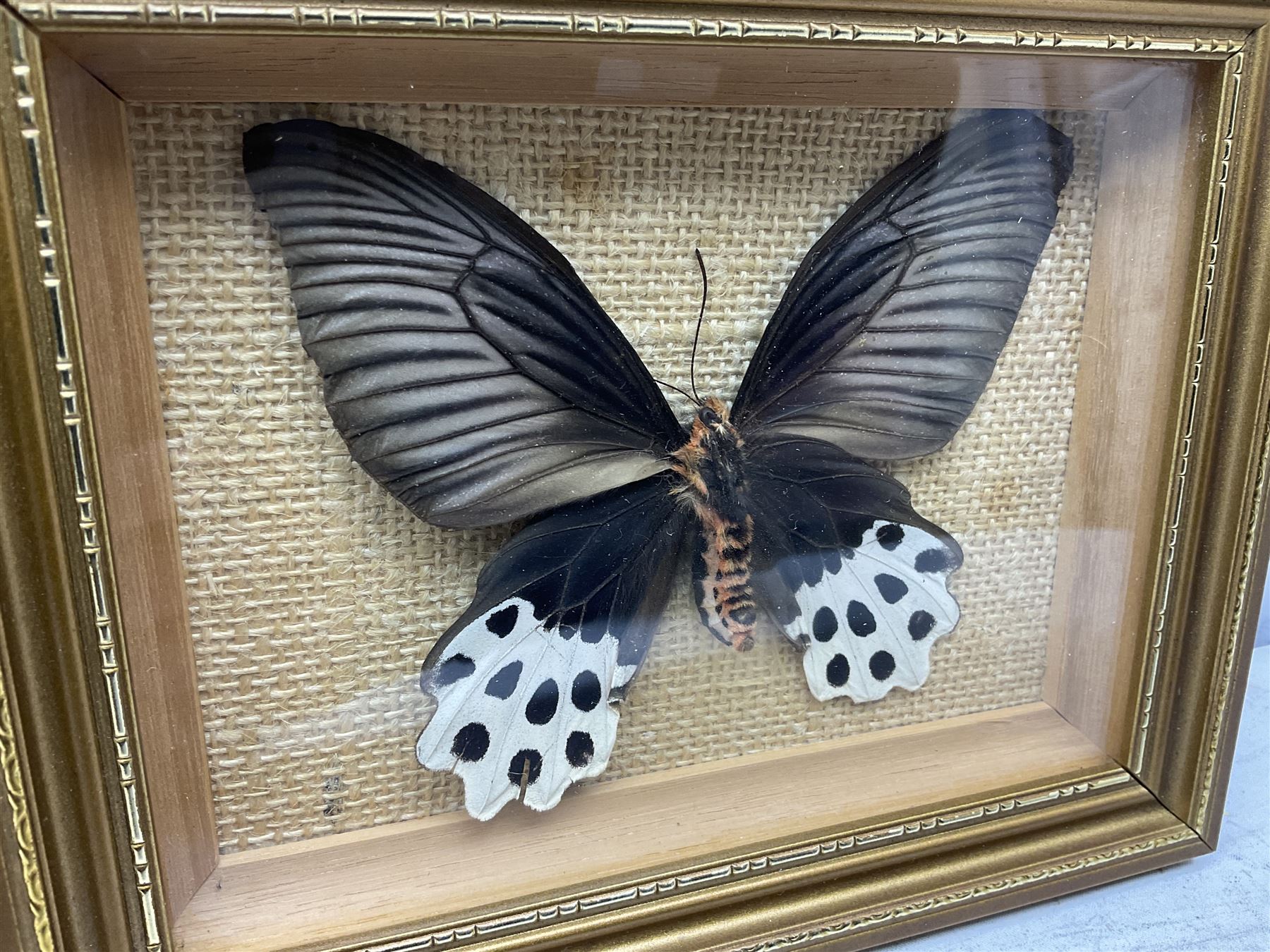 Entomology: Twelve framed displays contain thirteen specimens of tropical moths and butterflies, each mounted within gilt wall hanging picture frames of various sizes, specimens including Morpho Godarti, Caligo idomeneus, Cisseis morpho, Cathosia biblis etc, largest L35cm W30cm 