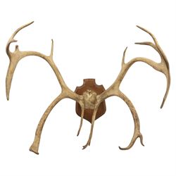 Antlers/Horns; Pair of Caribou Reindeer antlers (Rangifus tarandus), partial skull on wood...