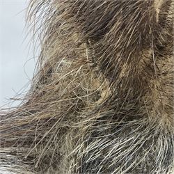 Taxidermy: European Wild Boar (Sus scrofa), adult male shoulder mount looking straight ahead