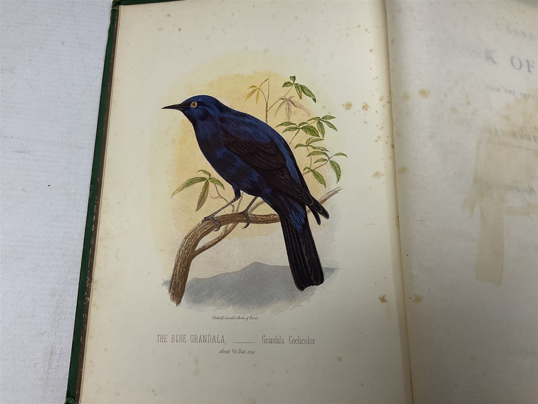 Jones, Thomas Rymer; Cassell's Book of Birds, London, Cassell, Petter & Galpin, volumes I & III, with coloured plates, Hamerton, Peter Gilbert; Landscape, London, Seeley & Co, two copies and The Garden An Illustrated Weekly Journal of Horticulture in all its Branches, London, with coloured plates  