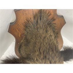 Taxidermy: European Wild Boar (Sus scrofa), adult male shoulder mount looking straight ahead, with mouth agape, on an wooden shield bearing brass plaque 'Boise de Sainte-Anne, 5 December 1930', D53cm