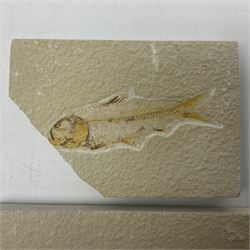 Three fossilised fish (Knightia alta) two in a single matrix, the other in an individual maxtrix, age; Eocene period, location; Green River Formation, Wyoming, USA, largest matrix H9cm, L15cm