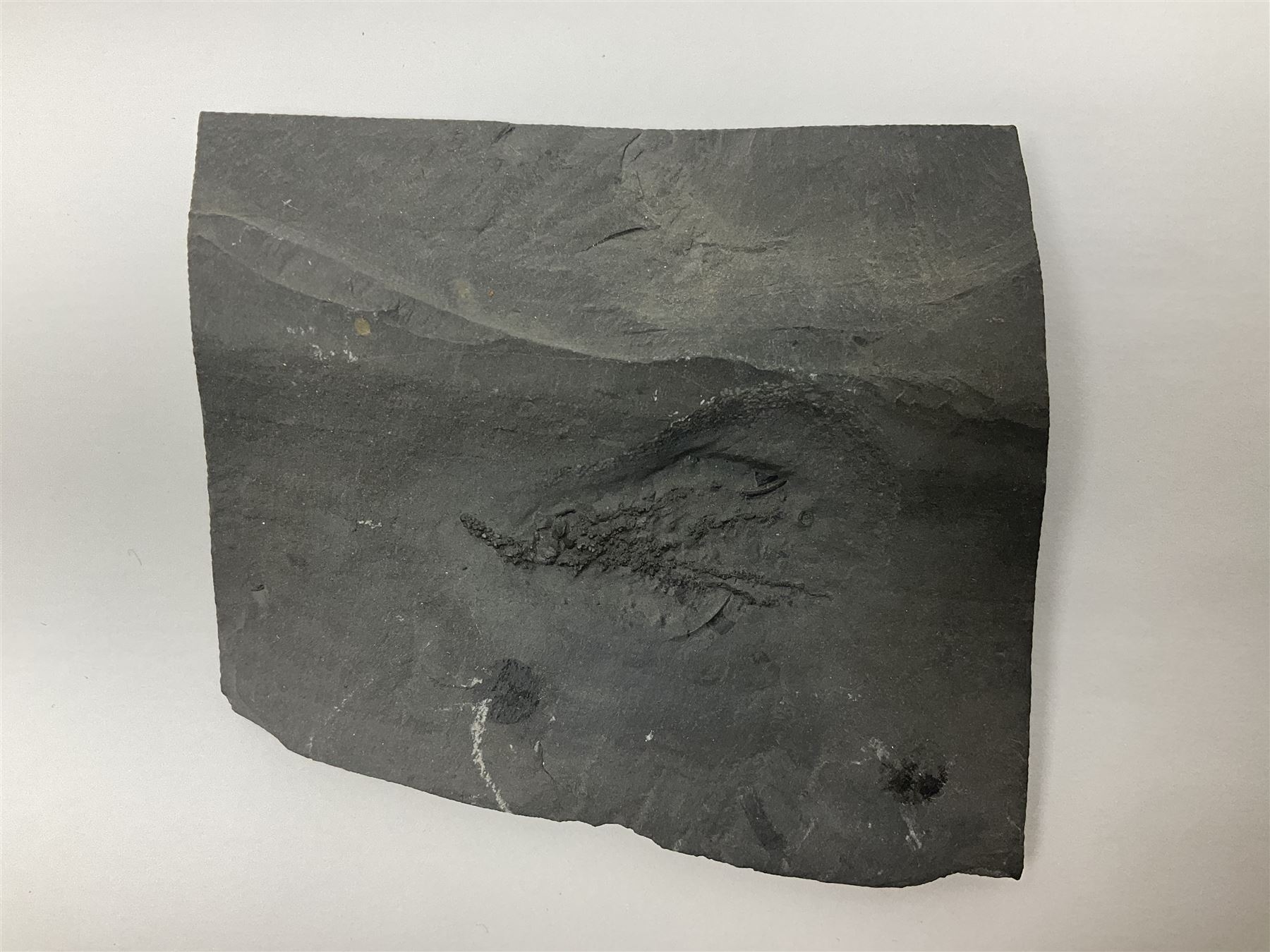 Two Crinoid slabs, age; Mississippian period, location; Gilmore City Formation, Iowa, largest slab H9cm, L10cm