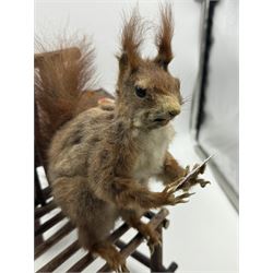 Anthropomorphic Taxidermy: Two red squirrels (Sciurus vulgaris), both seated upon a chair holding playing cards, one smoking a pipe 