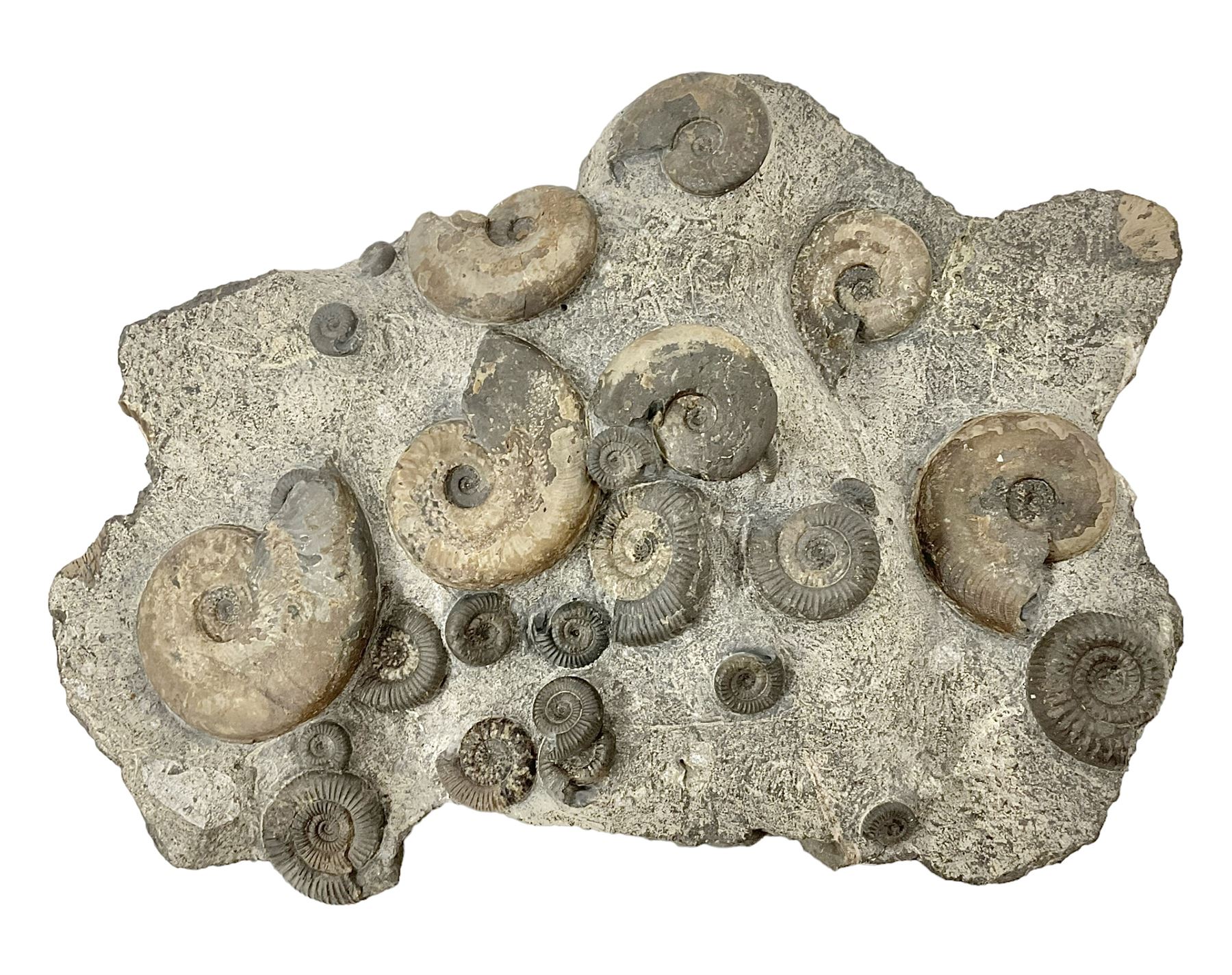 Ammonite multi-block fossil, comprising Dactylioceras and Eleganticeras, age; Jurassic period, location; Port MulGrave, Whitby, H31cm L22cm 