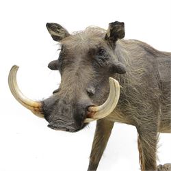 Taxidermy: Common Warthog (Phacochoerus africanus), full mount adult on open display, in running pose, mounted upon a naturalistic rectangular base, H83cm, L140cm