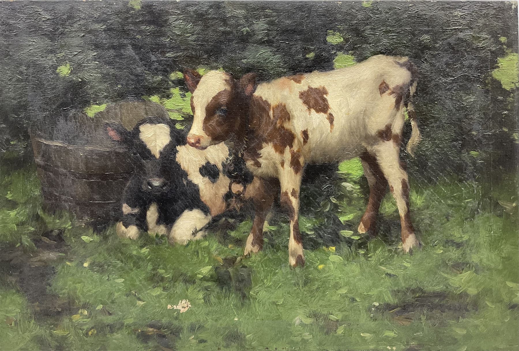 David Gauld (Scottish 1865-1936): Study of Calves in Landscape, oil on canvas signed 51cm x 76cm (unframed)