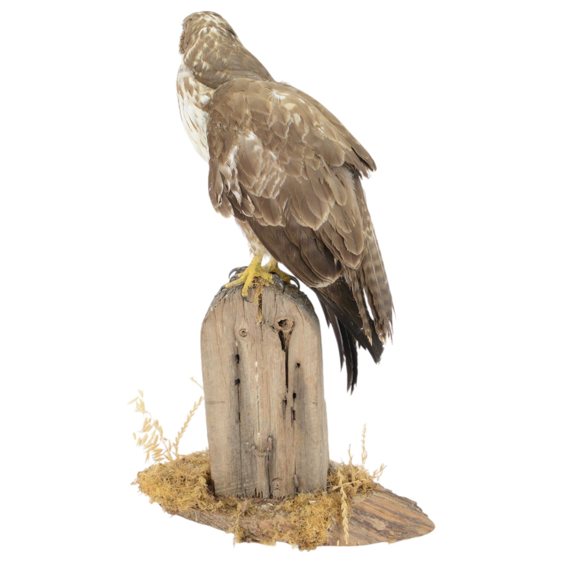 Taxidermy: European Honey Buzzard (Pernis apivorus), full adult mount adult perched atop a fence post, amidst a naturalistic setting on a wooden base, H65cm