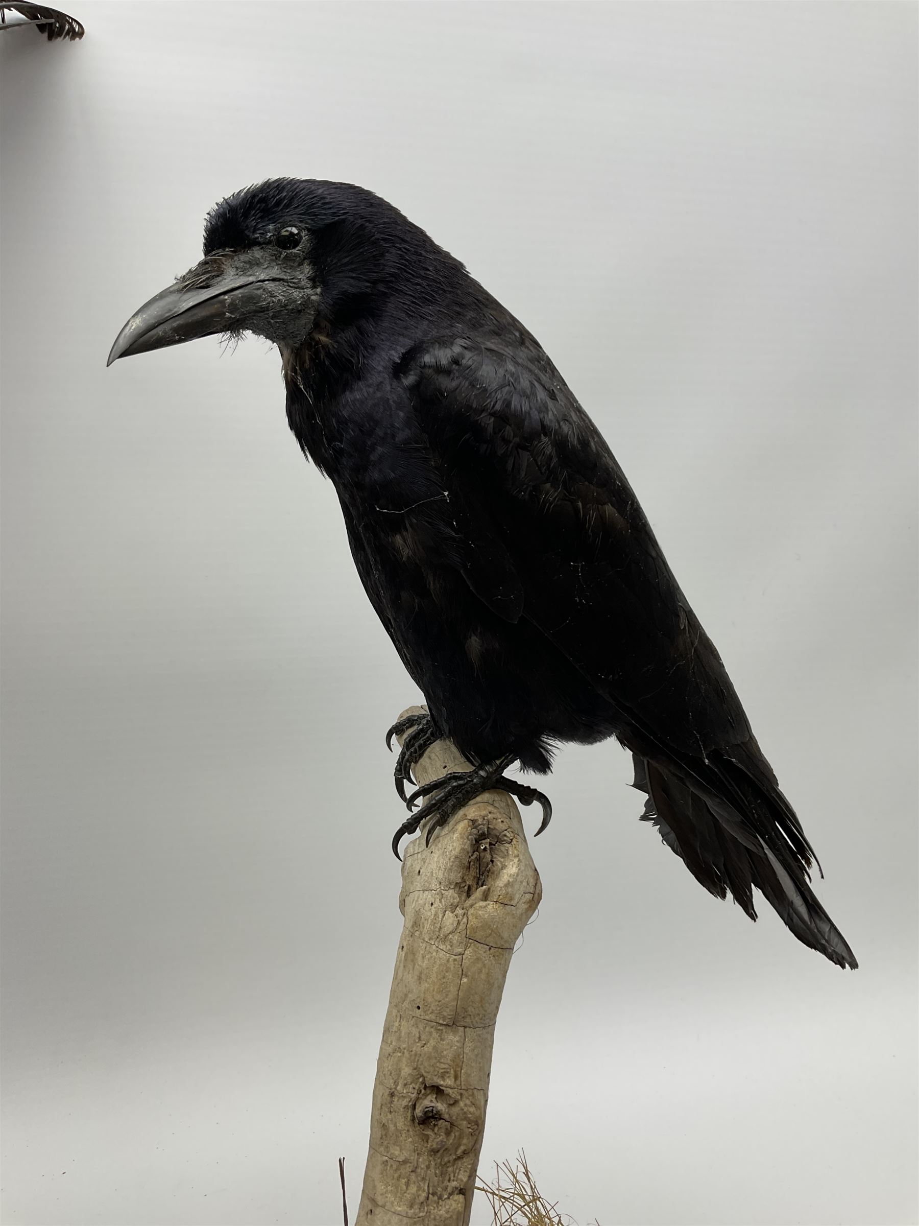Taxidermy: Carrion crows (Corvus corone) modern, by award winning Taxidermist - Carl Church, Pickering, North Yorkshire, one specimen in flight, one perched on a tree, maximum H66.5.