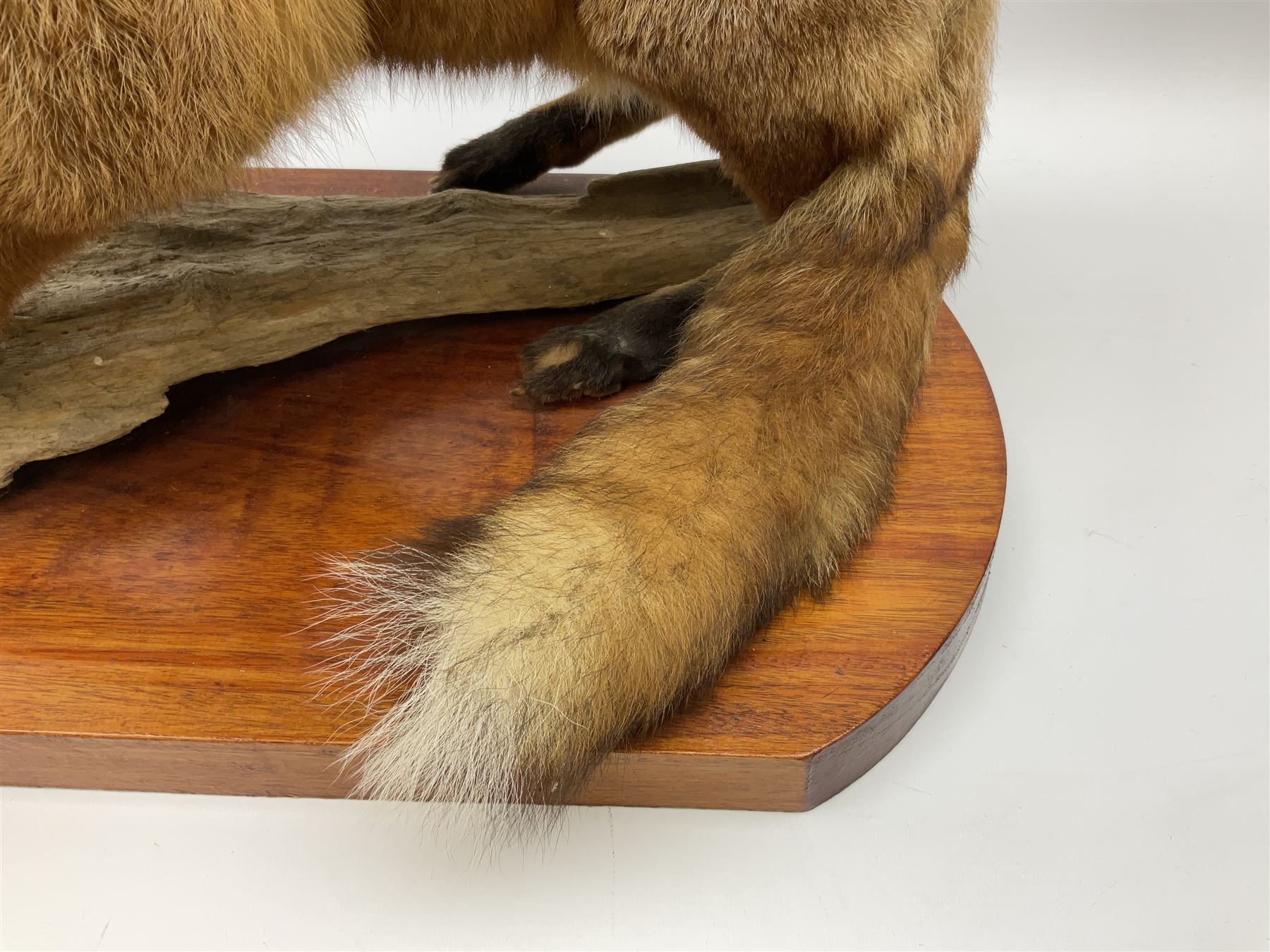 Taxidermy:  Red Fox (Vulpes vulpes), full adult mount stood upon a dry tree root and mounted on a wooden plinth, H50cm
