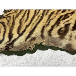 Skins/Hides: Victorian Tiger skin rug (tigris tigris), with green backing with scalloped edges,  L188cm  