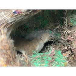 Taxidermy; cased bird diorama, to include Red-neck Pheasants (Phasianus colchicus) adult mounts hen and cock, Common Kestrel (Falco tinnunculus), Common Blackbird (Turdus merula), Starling (Sturnus vulgaris) and others,  in a naturalistic setting, encased within a single pane display case, H66cm, L97cm