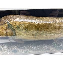 Taxidermy: Cased Northern Pike (Esox lucius), a large preserved skin mount set above a pebbled river bed, set against dark blue painted back drop, encased within a large three panel glass display case, H30cm, L122cm