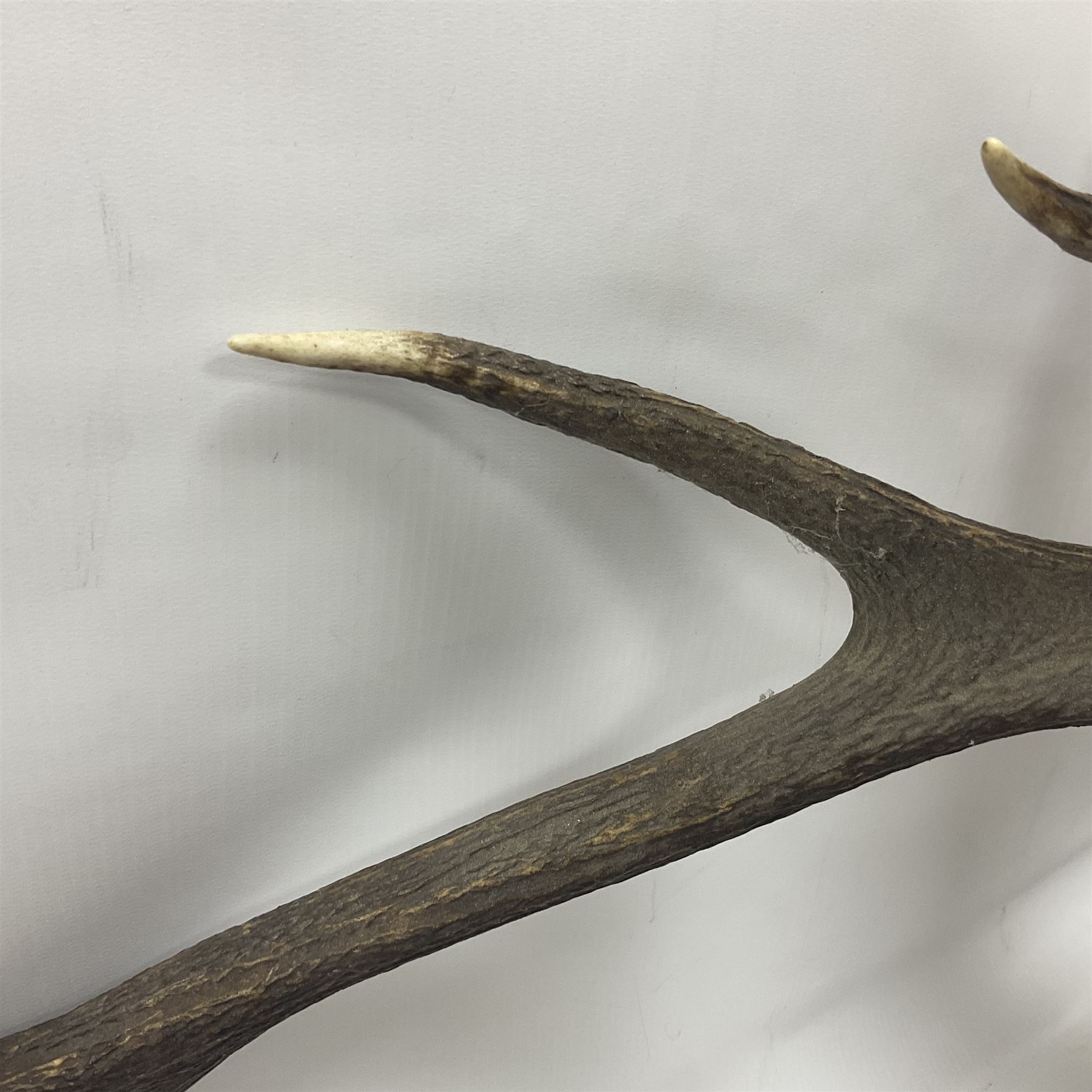 Taxidermy: Red Deer (Cervus elaphus), adult male imperial stag shoulder mount looking straight ahead, ten point antlers, mounted upon a shaped wooden shield, D65cm