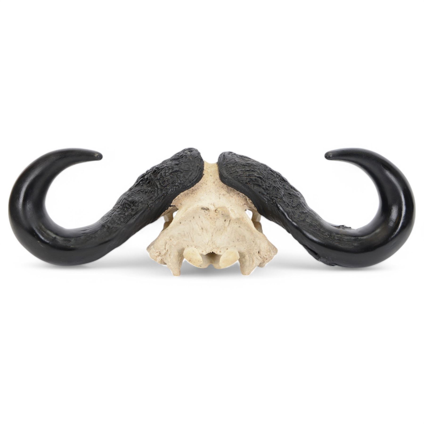 Antlers/ Horns: Cape Buffalo (Syncerus caffer caffer) 20th century, set of large adult bull horns on cut upper skull, H28cm, L80cm