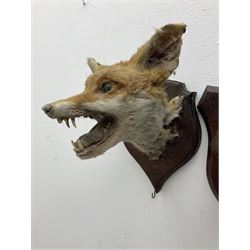 Taxidermy: Red fox masks (vulpes vulpes), the first example an unusual dark coloured adult head looking straight ahead, the second mount turning to the right with mouth agape bearing teeth, both on wooden shields 