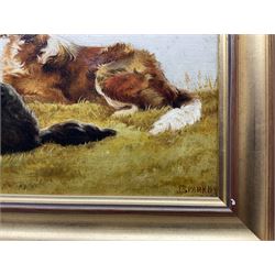 JS Park (British 19th Century): Border Collies, oil on board signed and dated 1895, 20cm x 39cm 